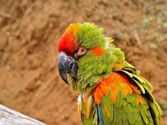 149 BIO PARC DE DOUE LA FONTAINE 4- 2016_000035